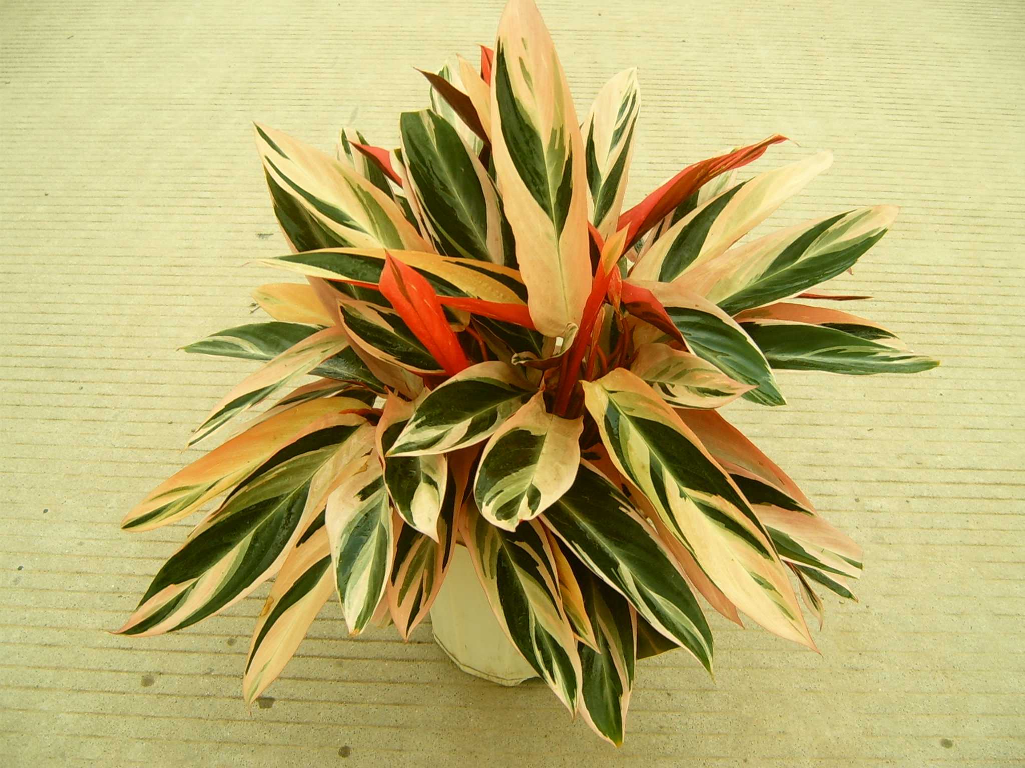 ����(�߲�)