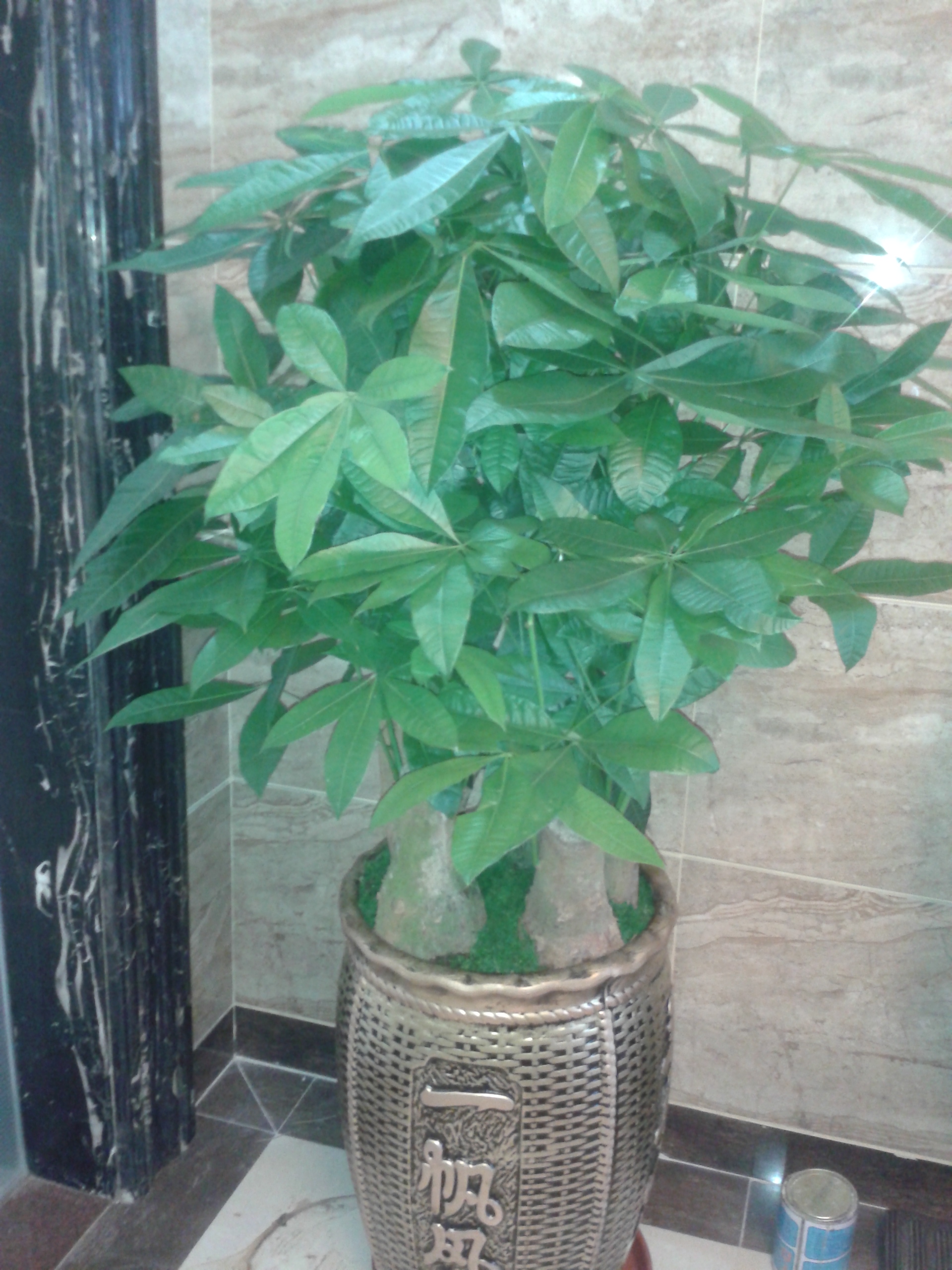 �ĺ�һƴ�跢����